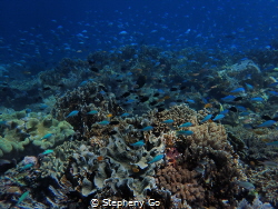 Beautiful Coral Garden 💙 Taken using Olympus TG6 by Stepheny Go 